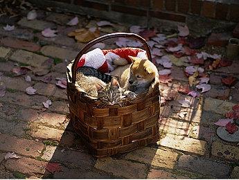 《合金装备3：重制版》开发团队揭秘全新开场动画