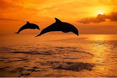 Steam 7月硬件调查：RTX 4090份额是RX 7900 XTX的4倍