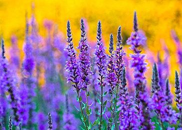 《龙腾世纪：起源》编剧呼吁EA复刻这款游戏